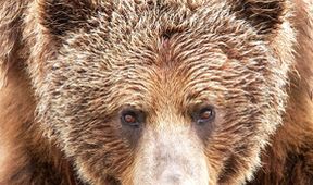 Zázračná planeta: Medvědi grizzly na Aljašce (2/2)
