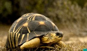 Kamera na cestách: Madagaskar plný života