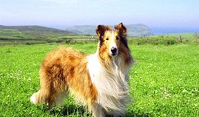 Lassie