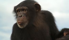 David Attenborough: Afrika (5)