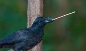 Die schlausten Tiere der Welt mit Martin Rütter und Dirk Steffens