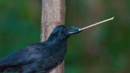 Die schlausten Tiere der Welt mit Martin Rütter und Dirk Steffens