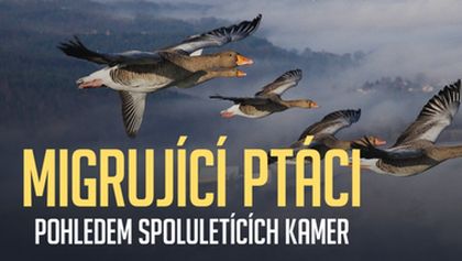 Migrující ptáci pohledem spoluletících kamer