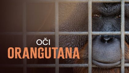 Oči orangutana