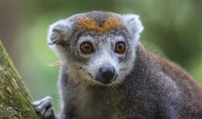 Krajinou Madagaskaru