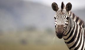 Serengeti III, Zázračná planeta (6/6)