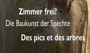 O datlech a dutinách