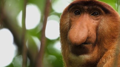 Opice a další primáti - naši nejbližší příbuzní