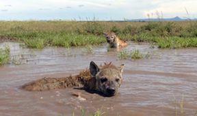 Serengeti II, Zázračná planeta (2/6)