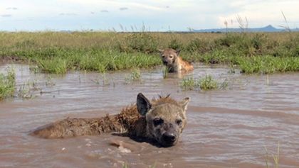 Serengeti II, Zázračná planeta (2/6)