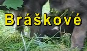 Bráškové