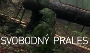 Svobodný prales
