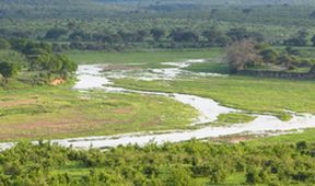 Království divočiny: Národní park Ruaha, Tanzanie