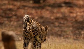 Leopards OF DEAD TREE Island