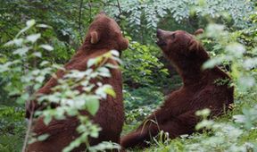 Projekt Grizzly (1)