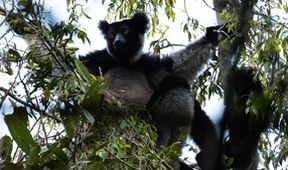 Madagaskar: Africké Galapágy