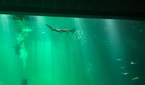 Nausicaá: Obří akvárium
