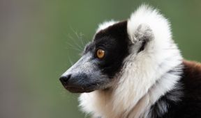 Madagaskar: Africké Galapágy