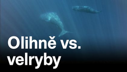 Olihně vs. velryby