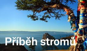 Příběh stromů (2)