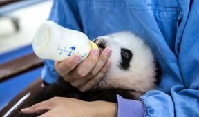 Pandí mláďata