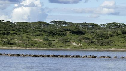 Království divočiny: Serengeti