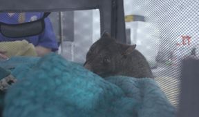 Záchranáři divokých zvířat: Austrálie (5)
