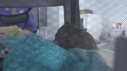 Záchranáři divokých zvířat: Austrálie (5)