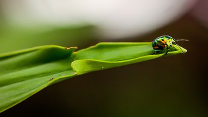 Divoký Singapur: Pralesy