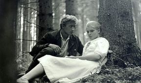 Tri gaštanové kone
