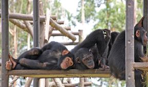 Útulek pro záchranu šimpanzů Jane Goodallové (4/6)