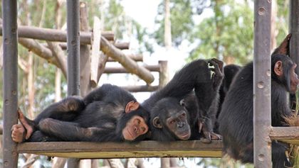 Útulek pro záchranu šimpanzů Jane Goodallové (4/6)