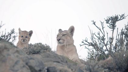Člověk versus puma