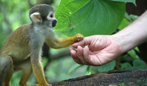 Skrytá tvář evoluce: Dědictví po pravěkých primátech