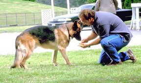 K-9: Soukromý detektiv