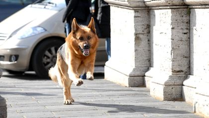 Návrat komisaře Rexe IX (4)