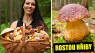 Nejchutnější vs. nejkrásnější houby lesa - rostou hřiby a růžovky