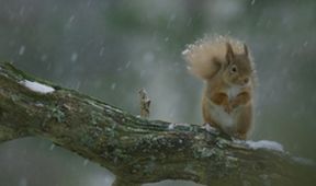 Skotsko: Rok v divočině (4)