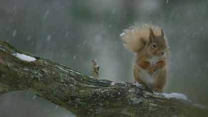 Skotsko: Rok v divočině (4)