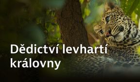 Dědictví levhartí královny