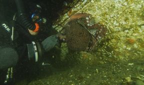 Setkání s obrovskými tichomořskými chobotnicemi