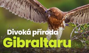 Divoká příroda Gibraltaru