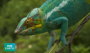 Kamera na cestách: Madagaskar plný života