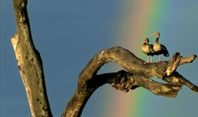 Tajemná Brazílie - Divoký pantanal (1/2)