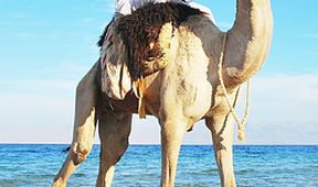 Kamera na cestách: Egypt, mystické barvy Sinaje