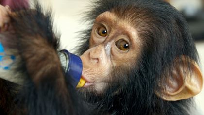 Záchrana šimpanzů v Kongu s Jane Goodall II (1)
