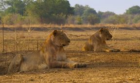 Zázračná planeta: Poslední ráje na Zemi - Luangwa
