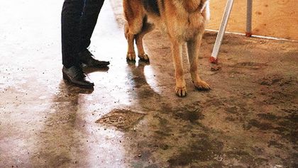Hudson a Rex (1)
