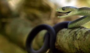 BLACK Mamba: KISS OF DEATH
