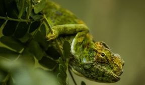Neznámý Madagaskar (2/2)
